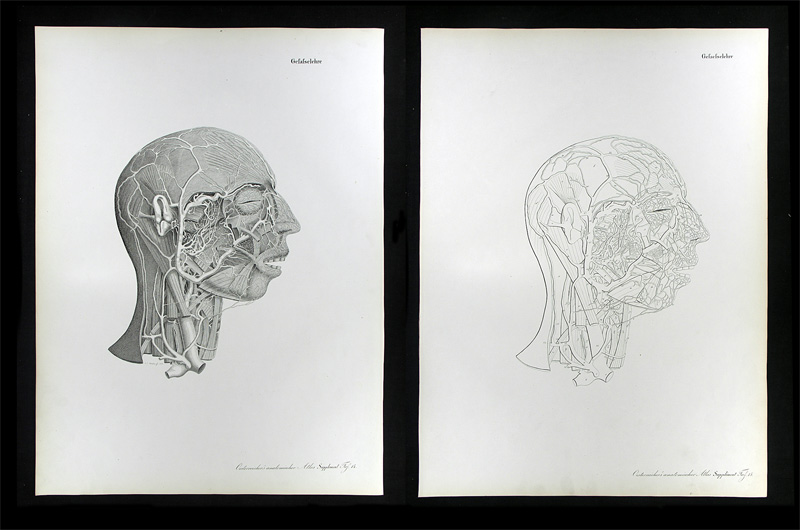 Erdl, M(ichael) P(ius) (1815-1848): - Gefässlehre.