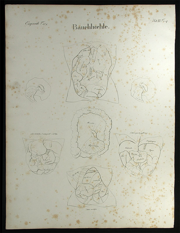 Oesterreicher, Johann Heinrich (1805-1843): - Bauchhöhle.