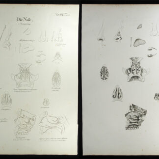 Oesterreicher, Johann Heinrich (1805-1843): - Die Nase.