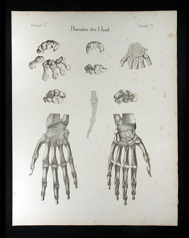 Oesterreicher, Johann Heinrich (1805-1843): - Baender der Hand.