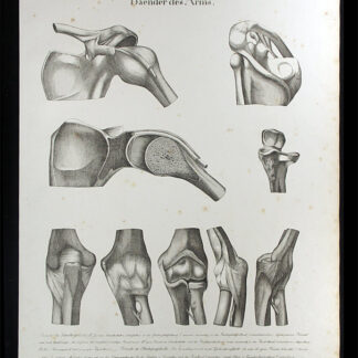 Oesterreicher, Johann Heinrich (1805-1843): - Baender des Arms.