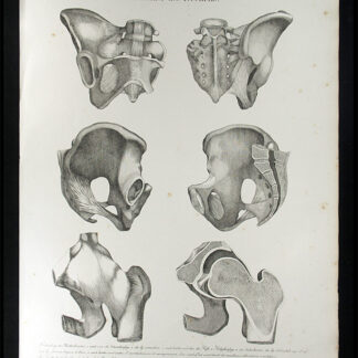 Oesterreicher, Johann Heinrich (1805-1843): - Baender des Beckens.