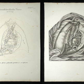 Oesterreicher, Johann Heinrich (1805-1843): - Herumschweifender Nerve.