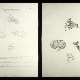 Oesterreicher, Johann Heinrich (1805-1843): - Augenhoehlennerven.