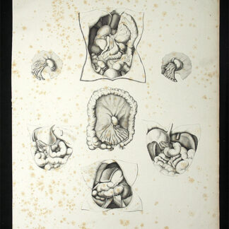 Oesterreicher, Johann Heinrich (1805-1843): - Anatomische Darstellung des Magen-Darm-Traktes.