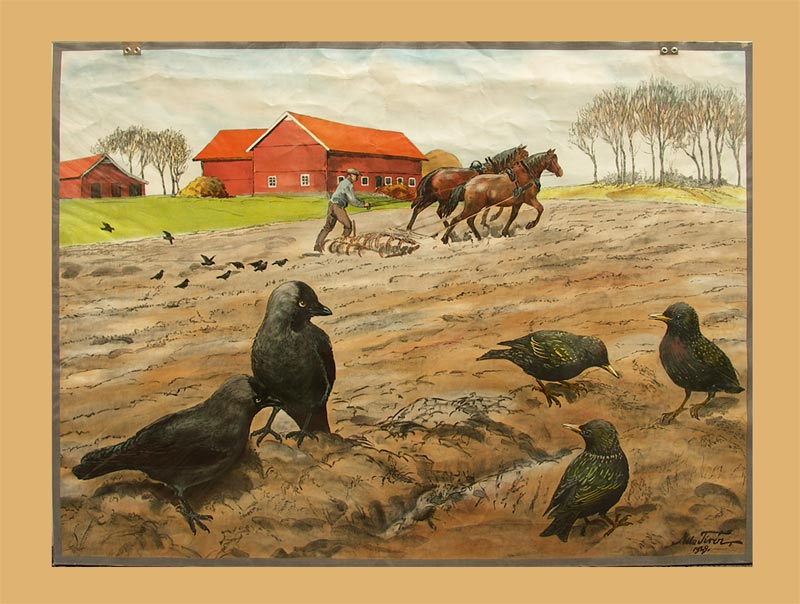 Tirén, Nils (1885-1935): Schwedischer Tiermaler. - Raben und Stare.