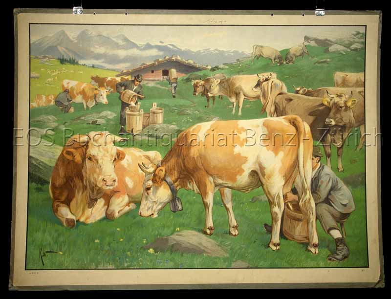 - Kuhherde auf der Alp mit Alphütte und Sennen