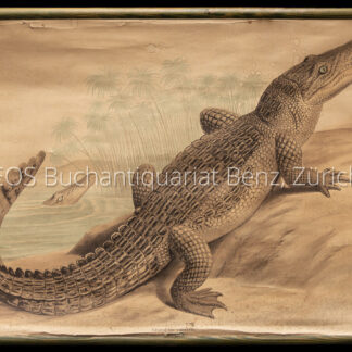 - Crocodilus vulgaris.