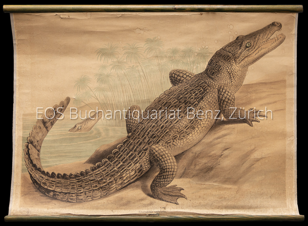 - Crocodilus vulgaris.