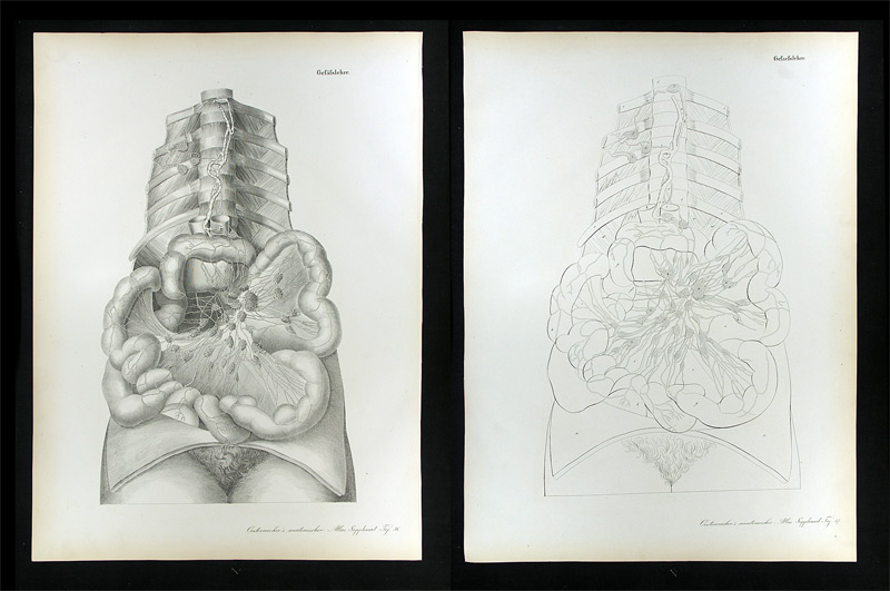 Erdl, M(ichael) P(ius) (1815-1848): - Gefässlehre.