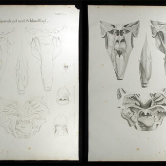 Oesterreicher, Johann Heinrich (1805-1843): - Gaumensegel und Schlundkopf.