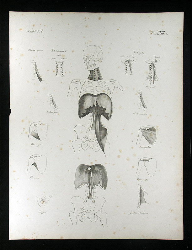 Oesterreicher, Johann Heinrich (1805-1843): - Muskellehre.