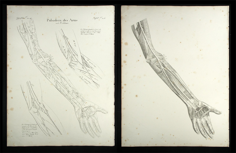 Oesterreicher, Johann Heinrich (1805-1843): - Pulsadern des Arms.