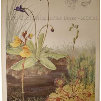 Seitz, Marta. - Fleischfressende Pflanzen - Plantes Carnivores - Piante carnivore - Carnivorous plants.