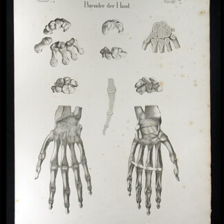 Oesterreicher, Johann Heinrich (1805-1843): - Baender der Hand.