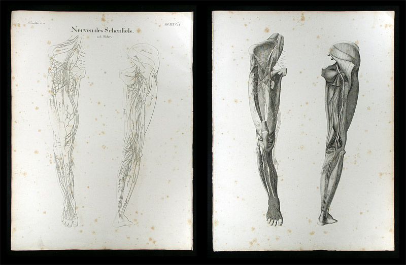 Oesterreicher, Johann Heinrich (1805-1843): - Nerven des Schenkels.