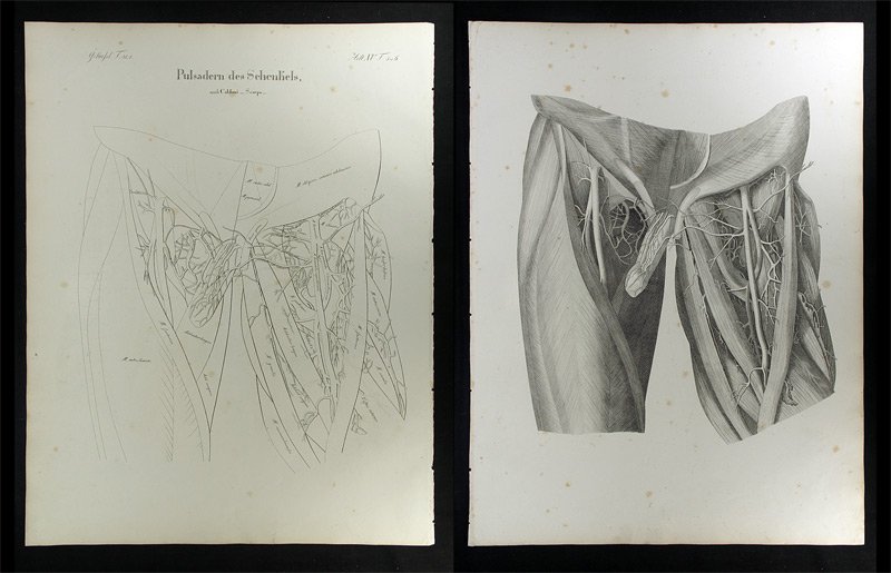 Oesterreicher, Johann Heinrich (1805-1843): - Pulsadern des Schenkels.