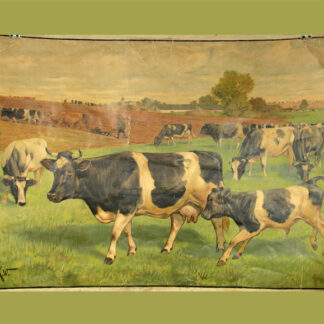 - Kühe auf der Weide.