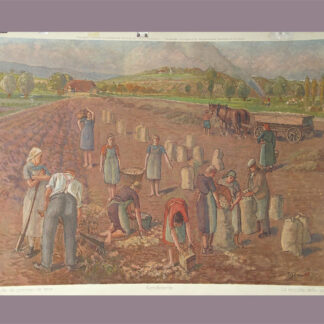 Senn, Traugott (1877 - 1955). - Kartoffelernte.