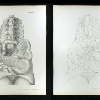 Erdl, M(ichael) P(ius) (1815-1848): - Gefässlehre.