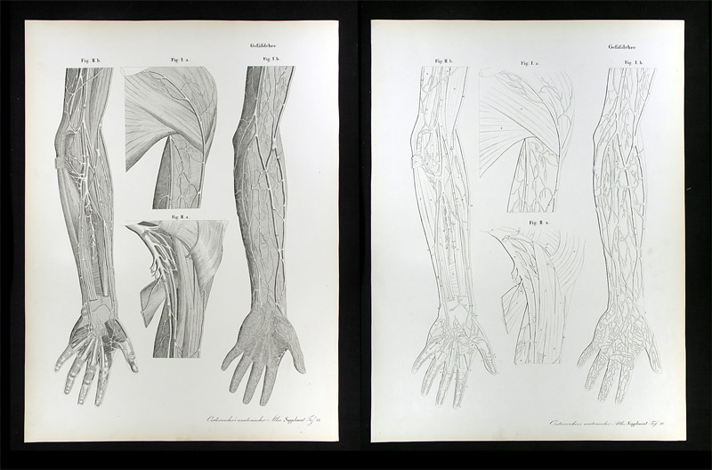 Erdl, M(ichael) P(ius) (1815-1848): - Gefässlehre.
