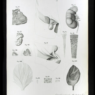 Erdl, M(ichael) P(ius) (1815-1848): - Eingeweidelehre.