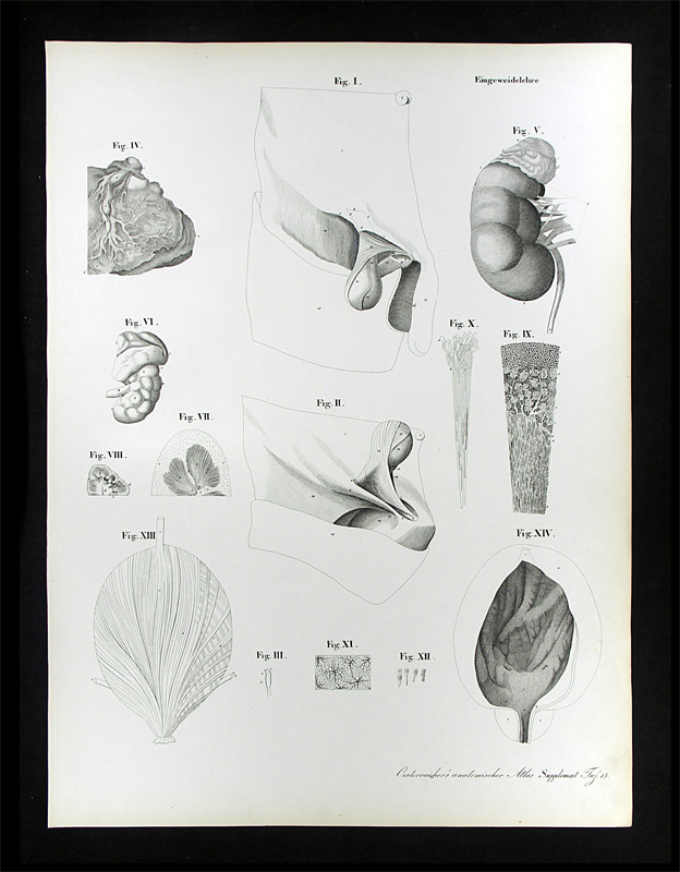 Erdl, M(ichael) P(ius) (1815-1848): - Eingeweidelehre.