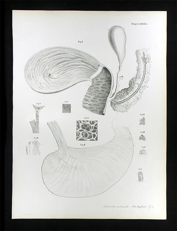Erdl, M(ichael) P(ius) (1815-1848): - Eingeweidelehre.