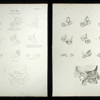 Oesterreicher, Johann Heinrich (1805-1843): - Das Ohr.