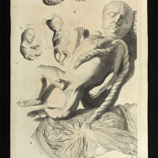 - Wachstum eines Embryos.