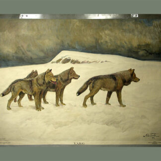 Tirén, Nils (1885-1935): Schwedischer Tiermaler. - Wölfe.