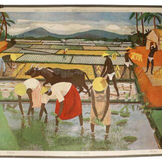 Item, Georges (1927–1990): - Reisplantage - Rizère - Orbis pictus - Risaia - Rice planting.