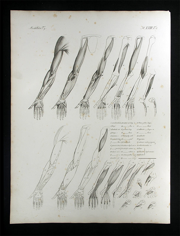 Oesterreicher, Johann Heinrich (1805-1843): - Muskellehre.