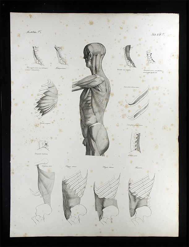 Oesterreicher, Johann Heinrich (1805-1843): - Muskellehre.