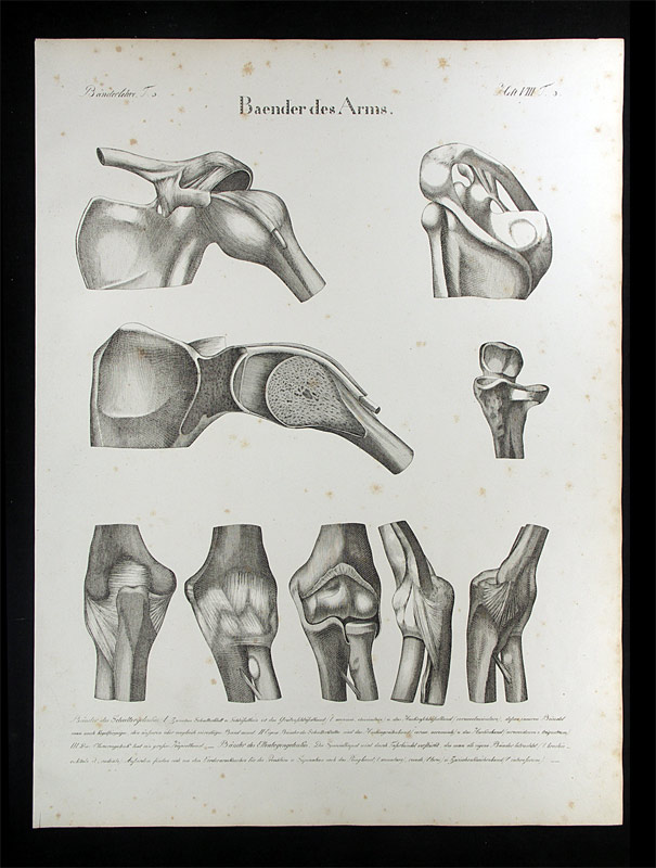 Oesterreicher, Johann Heinrich (1805-1843): - Baender des Arms.