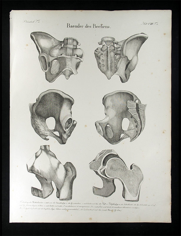 Oesterreicher, Johann Heinrich (1805-1843): - Baender des Beckens.