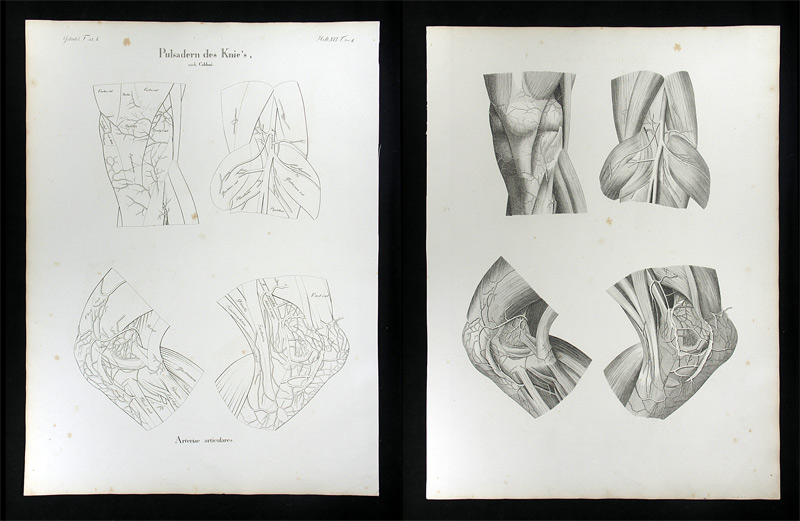 Oesterreicher, Johann Heinrich (1805-1843): - Pulsadern des Knie's - Arteriae articulares.