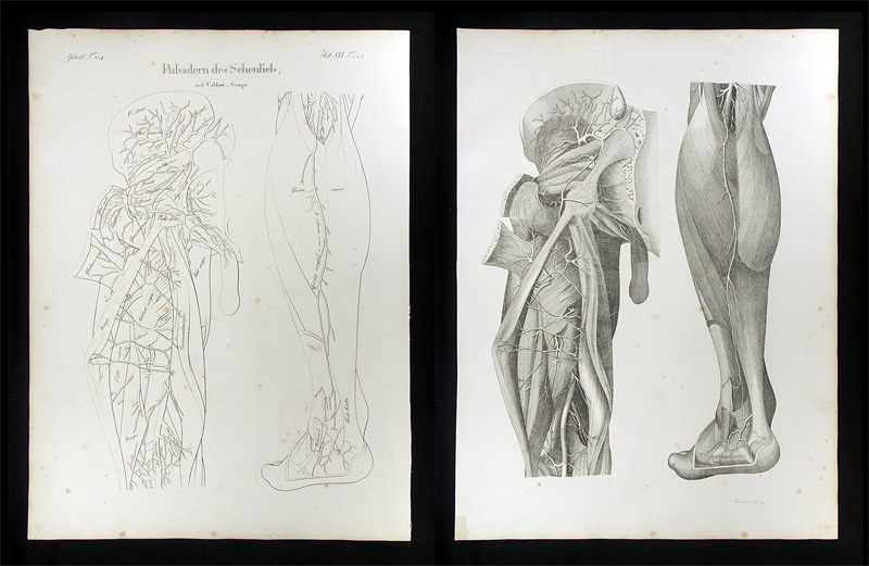 Oesterreicher, Johann Heinrich (1805-1843): - Pulsadern des Schenkels.