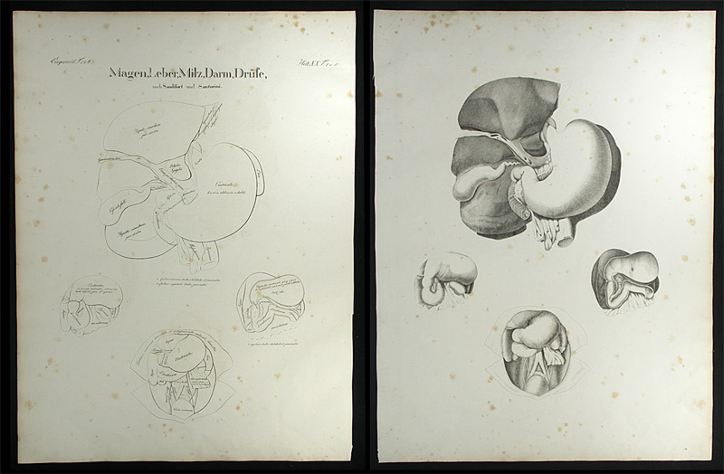 Oesterreicher, Johann Heinrich (1805-1843): - Magen, Leber, Milz, Darm, Drüse.