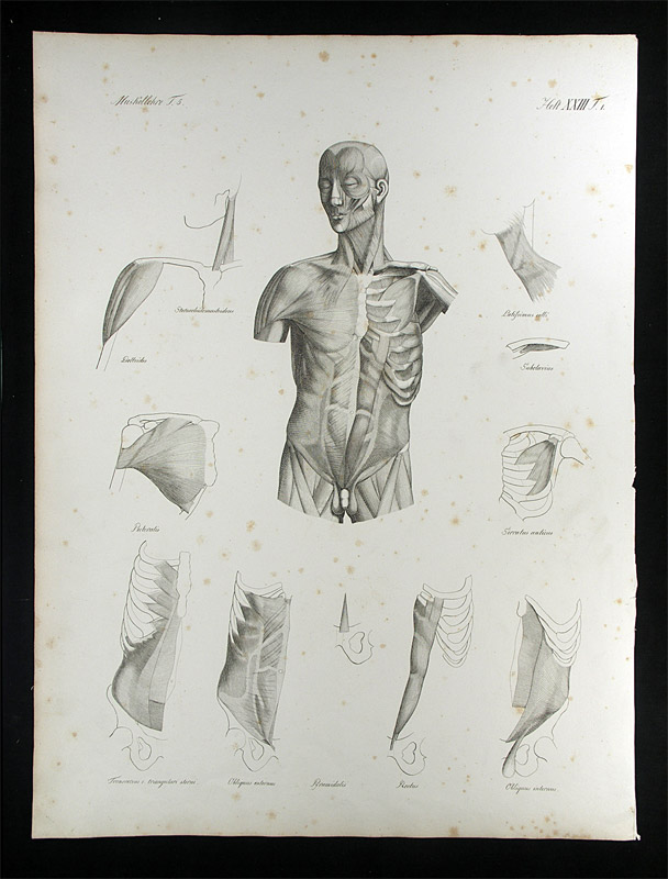 Oesterreicher, Johann Heinrich (1805-1843): - Muskellehre.