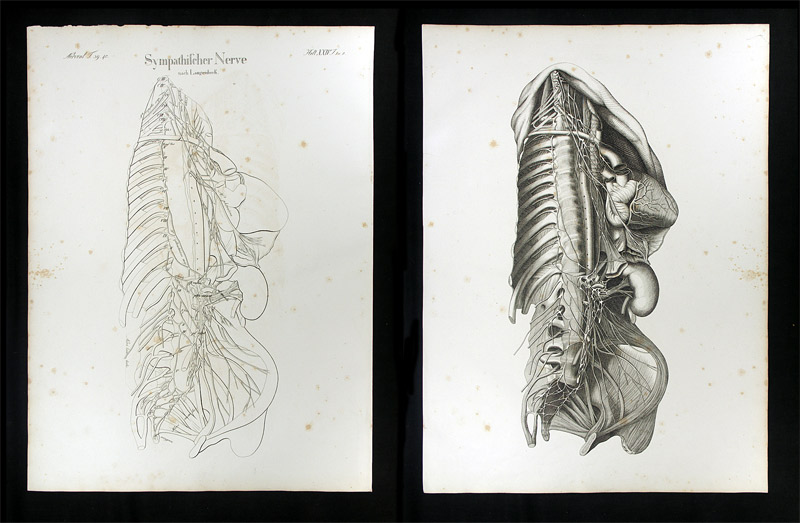 Oesterreicher, Johann Heinrich (1805-1843): - Sympathischer Nerve.