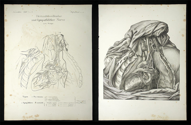 Oesterreicher, Johann Heinrich (1805-1843): - Herumschweifender und sympathischer Nerve.