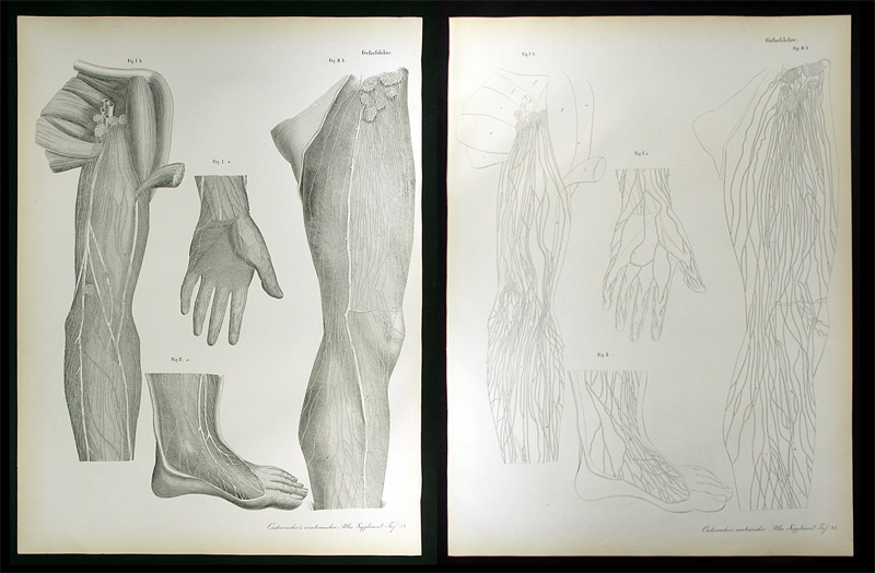 Erdl, M(ichael) P(ius) (1815-1848): - Gefässlehre.
