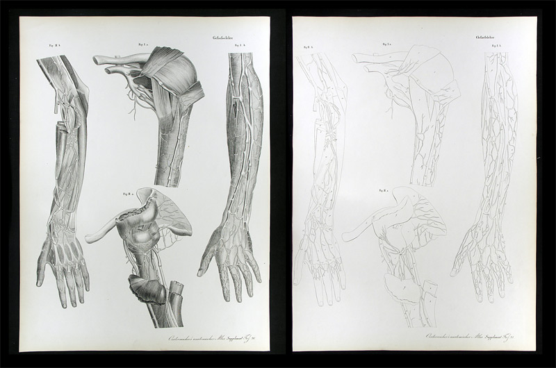 Erdl, M(ichael) P(ius) (1815-1848): - Gefässlehre.
