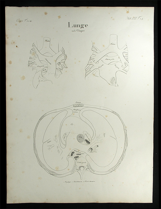Oesterreicher, Johann Heinrich (1805-1843): - Lunge.