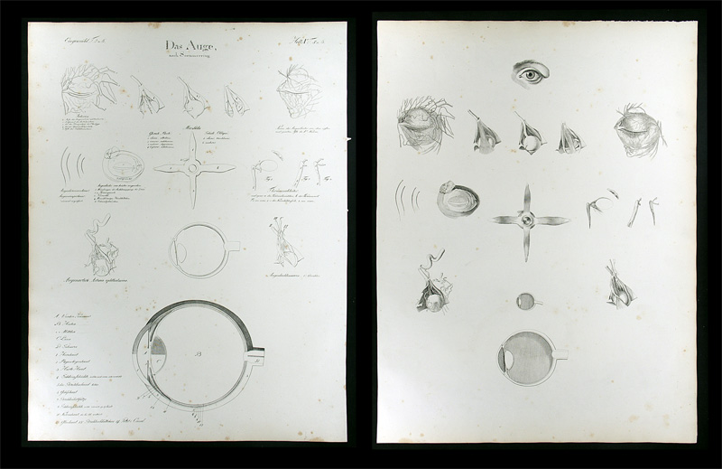 Oesterreicher, Johann Heinrich (1805-1843): - Das Auge.