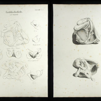 Oesterreicher, Johann Heinrich (1805-1843): - Geschlechtstheile.