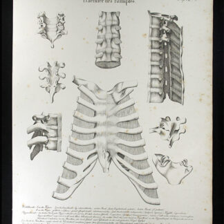 Oesterreicher, Johann Heinrich (1805-1843): - Baender des Rumpfes.