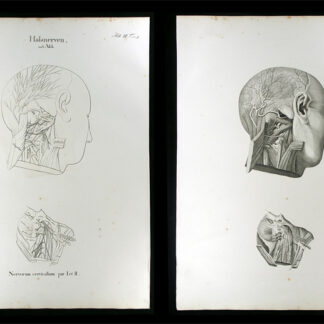 Oesterreicher, Johann Heinrich (1805-1843): - Halsnerven.