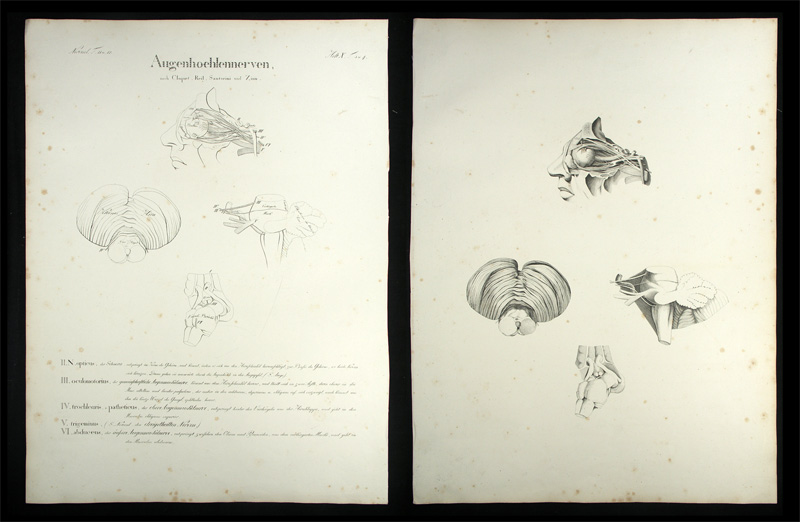 Oesterreicher, Johann Heinrich (1805-1843): - Augenhoehlennerven.